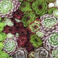 Hens & Chicks- 25 seeds - BOGO 50% off SALE for sale  Shipping to South Africa