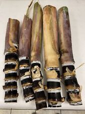 Rare purple sugarcane for sale  Fort Myers