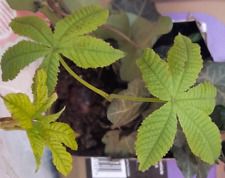 Small horse chestnut for sale  CHESTER