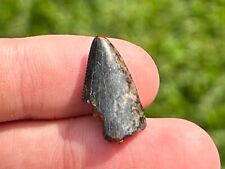 Rex tooth fossil for sale  Coppell