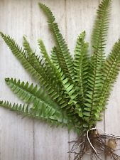 Ferns live plant for sale  Tampa