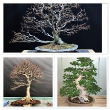 Multi branching beech for sale  GLOUCESTER