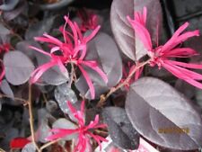 Loropetalum chinense black gebraucht kaufen  Zetel