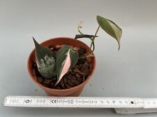 Philodendron micans pink gebraucht kaufen  Fallersleben