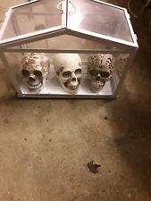 Decorated skulls display for sale  WINSCOMBE