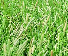 Climax timothy grass for sale  Russell
