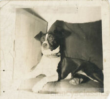 Cadeira Loved Terrier Dog Sits in FAvorite 1924 comprar usado  Enviando para Brazil