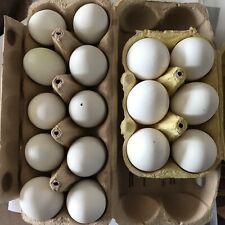ausgeblasene eier gebraucht kaufen  Sömmerda