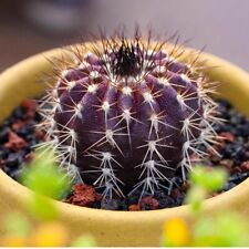 4CM Succulent Cactus Live Plant Uebelmannia Pectinifera Cactaceae Home Garden for sale  Shipping to South Africa