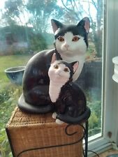 Staffordshire cat kitten for sale  SITTINGBOURNE