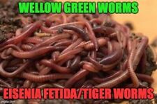 1kg tiger worms for sale  NEWARK