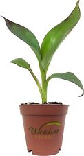 Red abyssinian banana for sale  USA