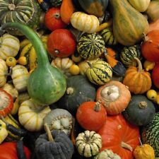Gourd autumn glory for sale  IPSWICH