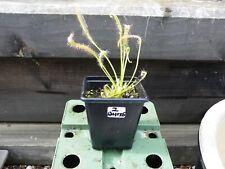 Cranivorous plant sundew for sale  HERNE BAY