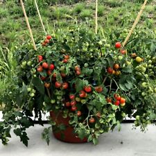 Tomato baby boomer for sale  IPSWICH