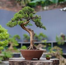 Bonsai Cemara Sargenti || Cypress Sinensis | unique tree | healthy roots  for sale  Shipping to South Africa