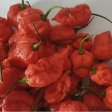 100+ Carolina Reaper Chili Pepper Seeds World Record Hot Peppers Vegetables Seed for sale  Shipping to South Africa