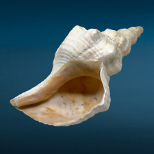 Florida horse conch for sale  Fort Worth