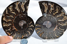 Large black ammonite for sale  Plano