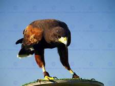 Eagle bird prey for sale  EDINBURGH