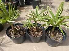 Trachycarpus winsan 360 for sale  BRIERLEY HILL