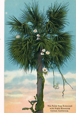 PALM TREE ENTWINED WITH NIGHT BLOOMING CEREUS, CALIFORNIA. CA. CURT TEICH. 1913. for sale  Shipping to South Africa