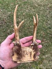 mount small horn deer for sale  Minneapolis