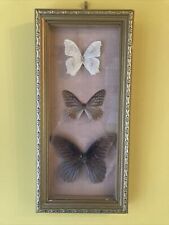 Vintage butterfly taxidermy for sale  Shipping to Ireland