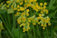 Cowslip native 0.5 for sale  SALISBURY