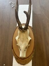 Mounted roe deer for sale  SOLIHULL