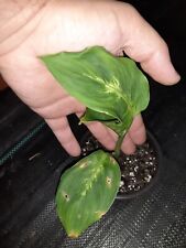 Dieffenbachia maculata dumb for sale  Lyons