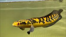 Yellow emperor snakehead for sale  HAYWARDS HEATH