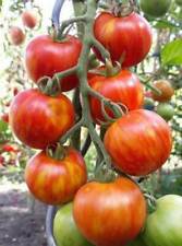 Pomodoro melone tigre usato  Reggio Calabria