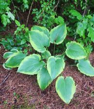 LARGE VARIEGATED HOSTAS  SHADE PERENNIAL PLANT DIVISION , used for sale  Shipping to South Africa