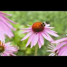 Echinacea purpurea magnus gebraucht kaufen  Deutschland