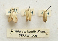 Straw dot sericealis. usato  Spedire a Italy
