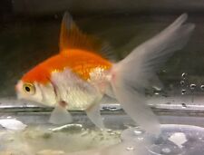 Red white fantail for sale  UK