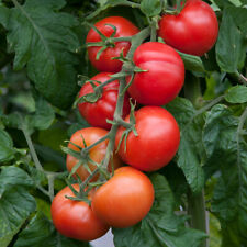 Tomato shirley plug for sale  LLANDYSUL