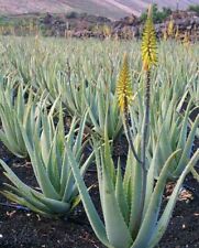 Aloe vera 100 usato  Manduria