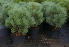 Pinus sylvestris watereri gebraucht kaufen  Zetel