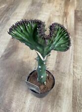 Euphorbia lactea green for sale  SHEFFIELD