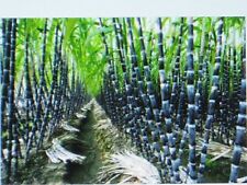 SUGAR CANE SEEDS * RUM * SYRUP * ROCK CANDY * SUGAR CRYSTALS * 6-18 FEET TALL * for sale  Shipping to South Africa