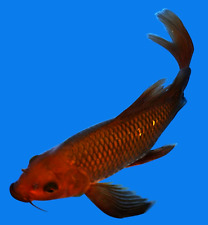 Live koi fish for sale  Lewisville