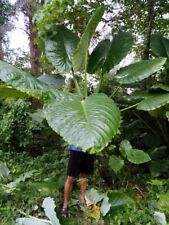 Thai Giant colocasia Leucocasia gigantea 1 Fresh root for growing FrutaTropical, used for sale  Shipping to South Africa