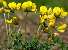 Wild flower trefoil for sale  PETERSFIELD