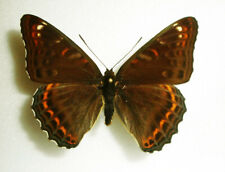 Nymphalidae LIMENITIS POPULI*****male *****GERMANY for sale  Shipping to South Africa