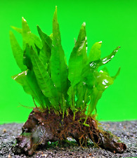 Java fern approx for sale  SCUNTHORPE