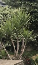 YUCCA PLANT  50cm tall In 16 cm Pot. for sale  BEXLEYHEATH