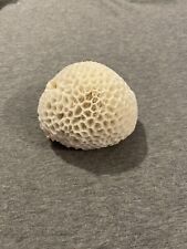 White brain coral for sale  SHEFFIELD