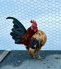 Serama chicken hatching for sale  Hartly
